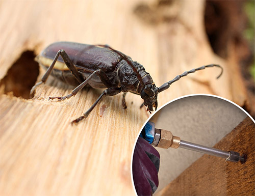 Traitement charpente avec injection dans le bois en Moselle